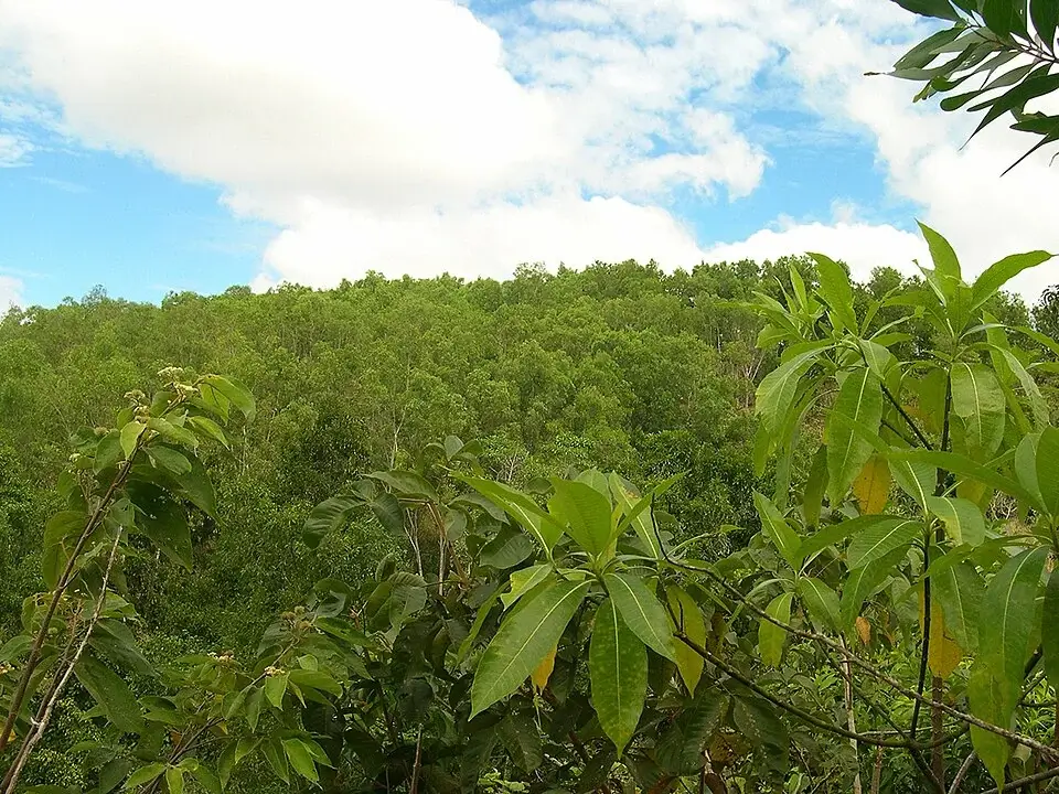 Guimaras aux Philippines